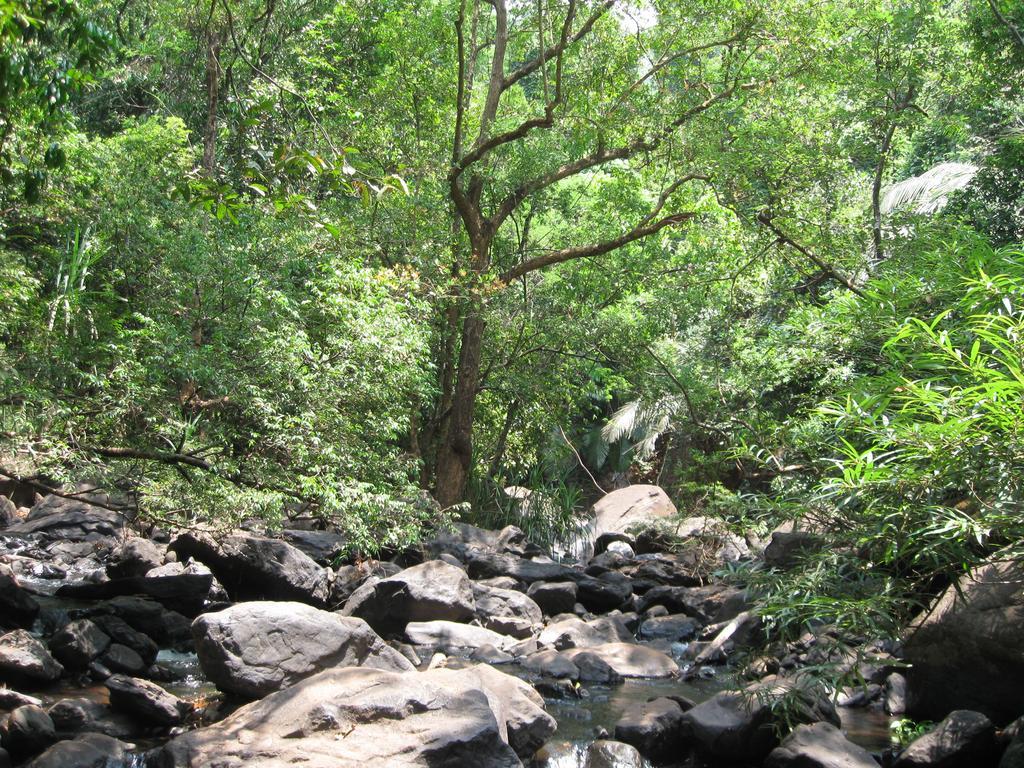 Dudhsagar Plantation Villa Cormonem Kültér fotó